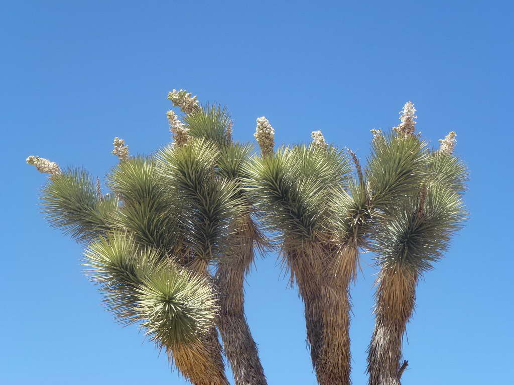 Joshua Tree National Park